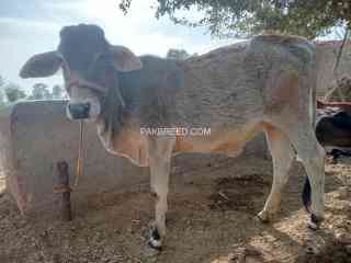 qurbani-2025-bachra-for-sale