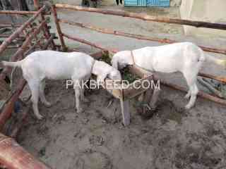 2-pure-rajanpuri-bakre-for-sale-qurbani-2k25