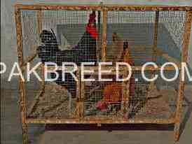 golden-misri-pair-of-3-2-females-1-male