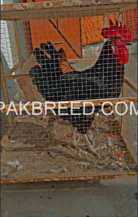 golden-misri-pair-of-3-2-females-1-male-big-2