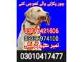 army-dog-center-peshawsr-03336974100-small-0