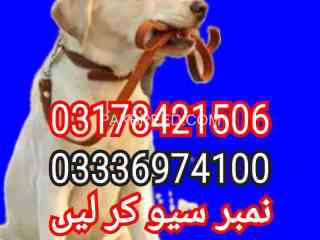 army-dog-center-peshawsr-03336974100