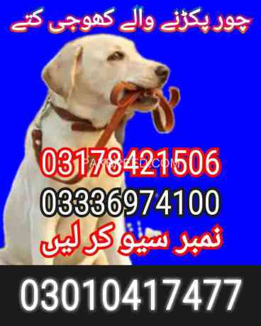 army-dog-center-peshawsr-03336974100-big-0