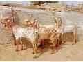 2025-qurbani-bakry-for-sale-in-pakistan-small-0