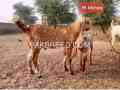 2025-qurbani-bakry-for-sale-in-pakistan-small-3