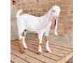 2025-qurbani-bakry-for-sale-in-pakistan-small-4