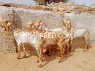 2025-qurbani-bakry-for-sale-in-pakistan