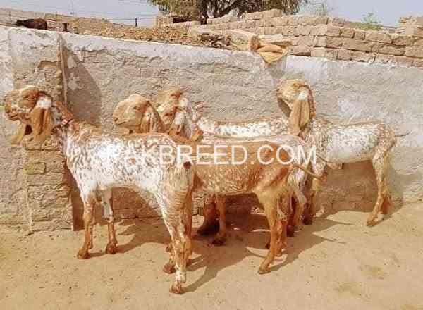 2025-qurbani-bakry-for-sale-in-pakistan-big-0