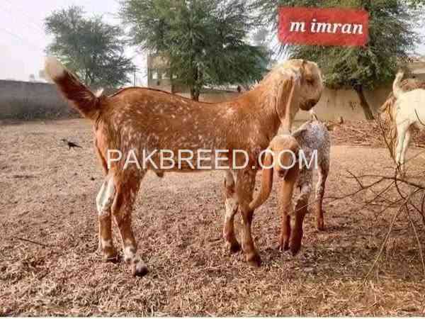 2025-qurbani-bakry-for-sale-in-pakistan-big-3