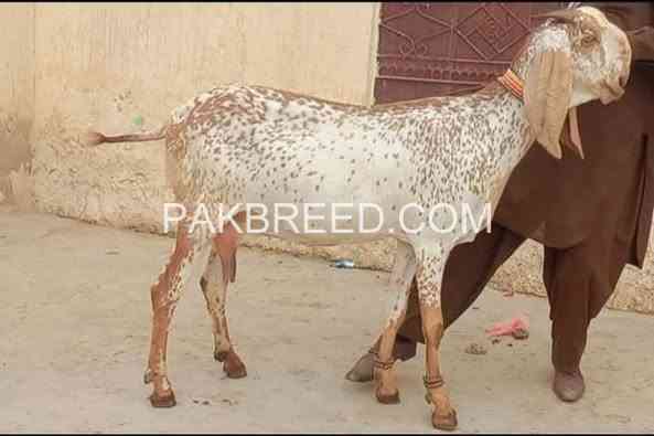 2025-qurbani-bakry-for-sale-in-pakistan-big-1