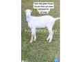 ghabn-full-pink-goat-for-sale-small-0