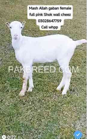 ghabn-full-pink-goat-for-sale-big-0