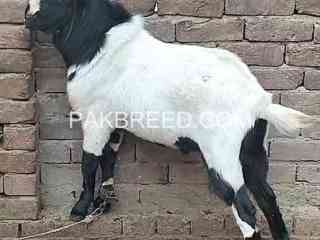 top-quality-tadda-breeder-long-jahler-healthy-for-sale