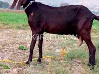 female-goat-for-sale