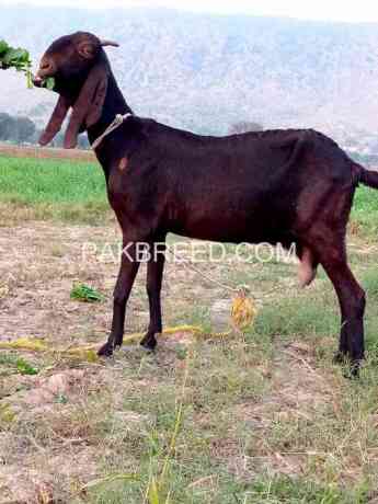 female-goat-for-sale-big-0