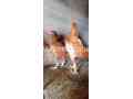 poultry-for-sale-in-lahore-small-0