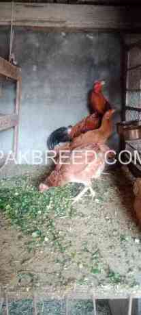 poultry-for-sale-in-lahore-big-1