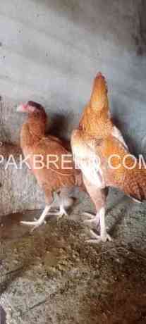 poultry-for-sale-in-lahore-big-0