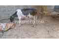 qurbani-2025-ki-bachiya-available-ha-in-karachi-small-0