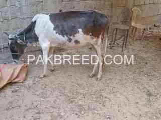 qurbani-2025-ki-bachiya-available-ha-in-karachi