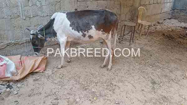 qurbani-2025-ki-bachiya-available-ha-in-karachi-big-0