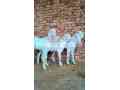 top-quality-rajnpuri-goats-for-sale-in-multan-small-0