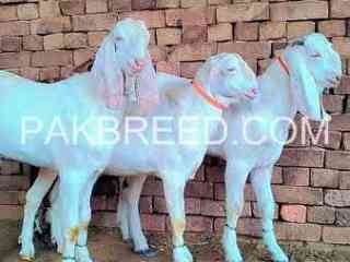 top-quality-rajnpuri-goats-for-sale-in-multan