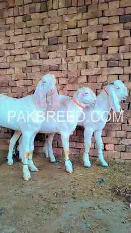 top-quality-rajnpuri-goats-for-sale-in-multan-big-0