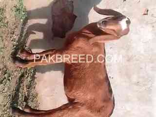 female-goat-for-sale-in-multan