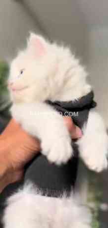 persion-kitten-white-blue-eyes-big-0