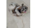 shih-tzu-small-1