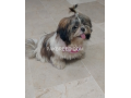 shih-tzu-small-0