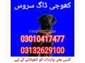 army-dog-center-khaipur-03010417477-small-0