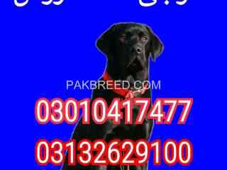 army-dog-center-khaipur-03010417477