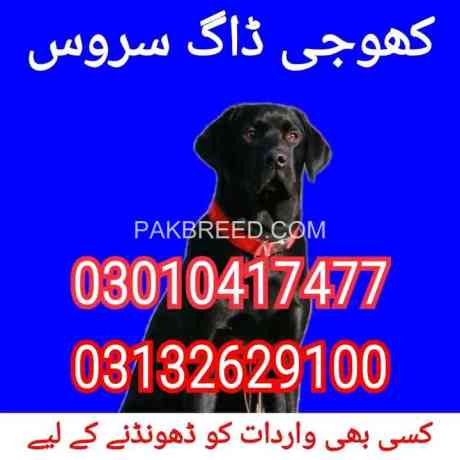 army-dog-center-khaipur-03010417477-big-0