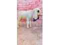 kajla-chtra-for-sale-in-multan-small-0