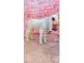 kajla-chtra-for-sale-in-multan-small-1