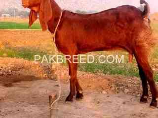 ghabn-bakri-for-sale