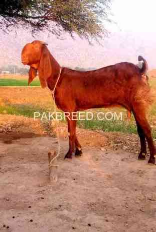 ghabn-bakri-for-sale-big-0