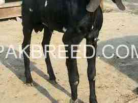 betal-bakra-for-sale-in-jhelum