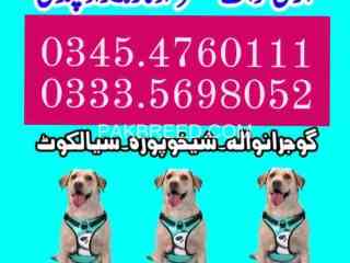 army-dog-center-islamabad-03454760111