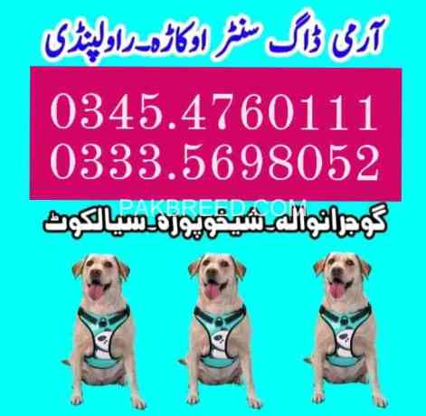 army-dog-center-islamabad-03454760111-big-0