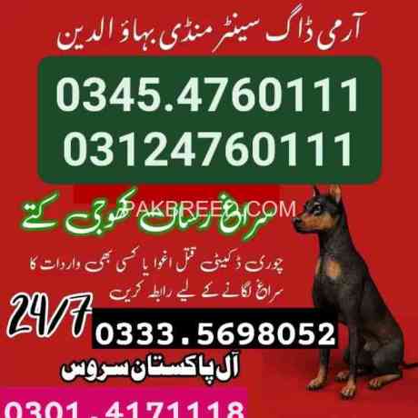 army-dog-center-faisalabad-03454760111-big-0