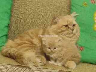 cute-persian-kittens