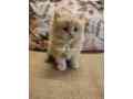 cute-persian-kittens-small-2