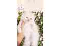 cute-persian-kittens-small-0