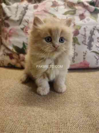 cute-persian-kittens-big-2