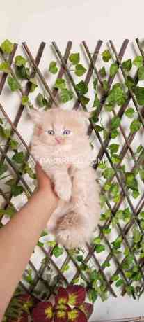 cute-persian-kittens-big-1