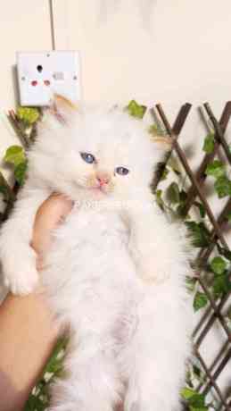 cute-persian-kittens-big-0