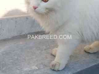 persian-triple-coated-male-cat